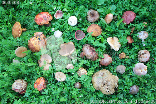 Image of Wild mushrooms