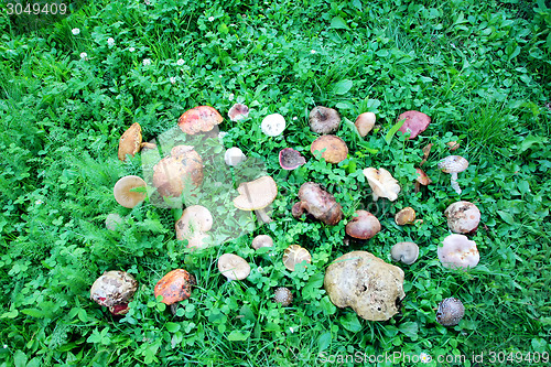 Image of Wild mushrooms arranged on green grass
