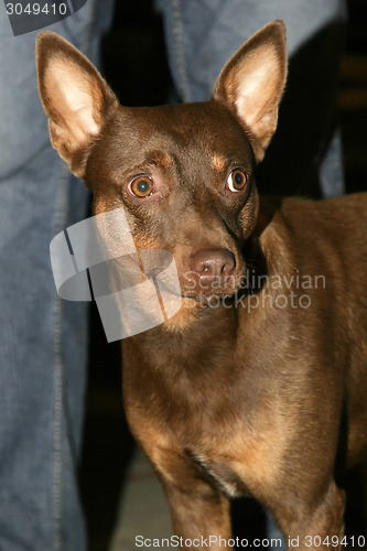 Image of Brown half breed dog 
