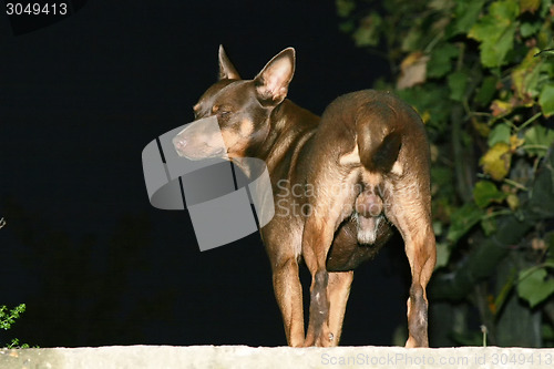 Image of Rear view of brown dog