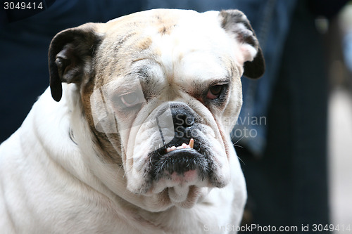 Image of Close up of bulldog with canines