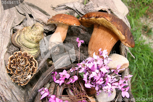 Image of Boletus wild mushrooms in forest
