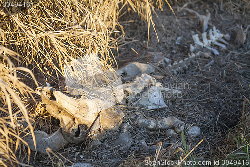 Image of Cow skeleton