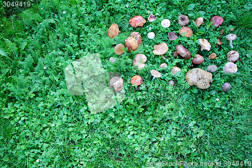 Image of Harvested wild mushrooms