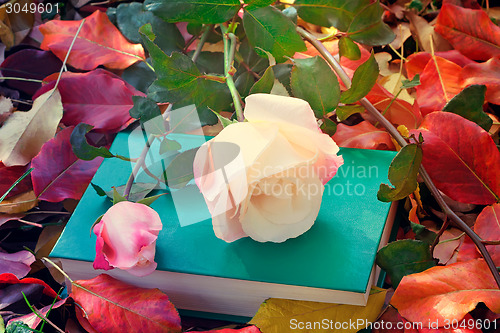 Image of Beautiful white rose and the book among the yellow autumn leaves