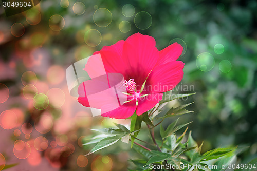 Image of Beautiful red flower on the background of the garden.