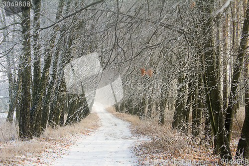 Image of Winter landscape: trees in the frost.