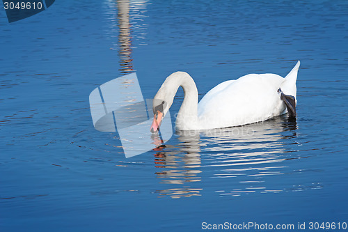 Image of White Swan on blue water of the lake.