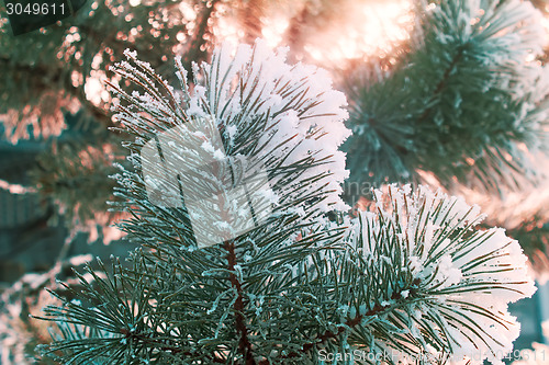 Image of Pine branch, covered with snow.