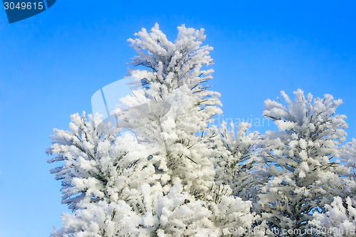 Image of Winter landscape: trees in the frost.