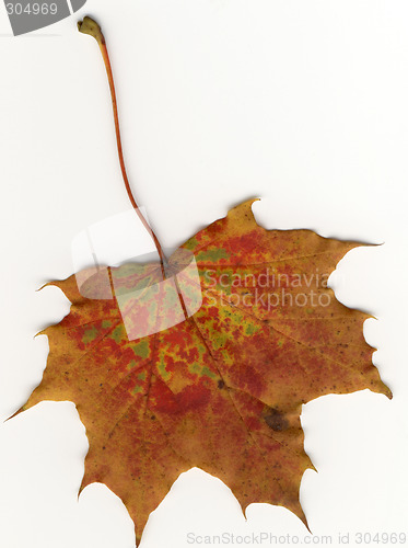 Image of autumnal leaf