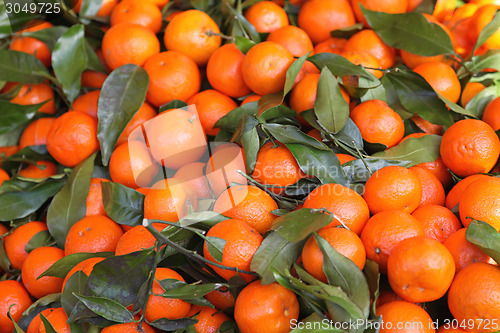 Image of Tangerines