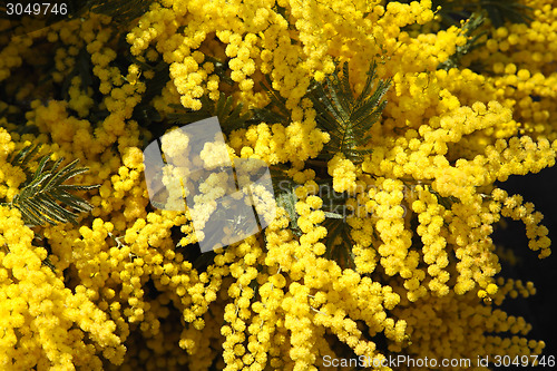 Image of Mimose