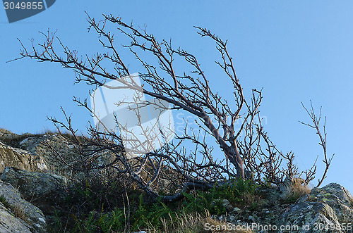 Image of windswept tree
