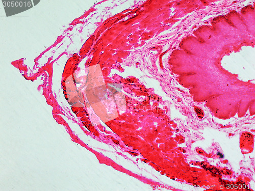 Image of Epithelium micrograph