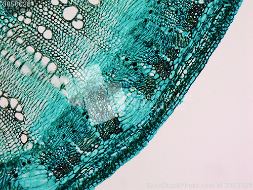 Image of Cotton stem micrograph