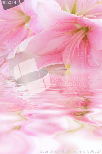 Image of Floral background