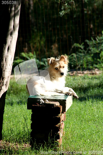 Image of Dog resting