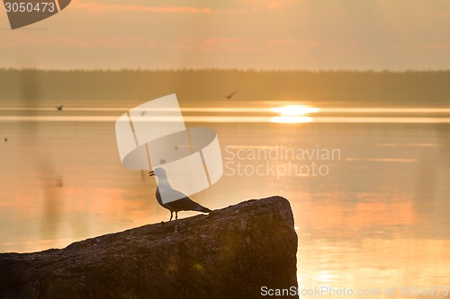 Image of seagulls in a colony of birds