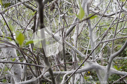 Image of terrible awful moth kills trees, spins a web