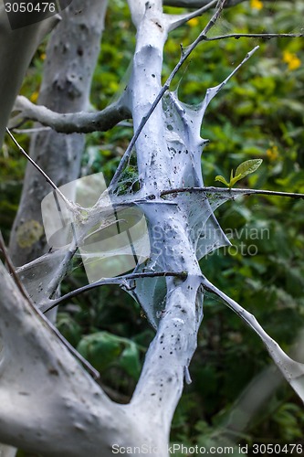 Image of terrible awful moth kills trees, spins a web