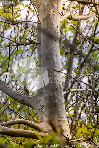 Image of terrible awful moth kills trees, spins a web