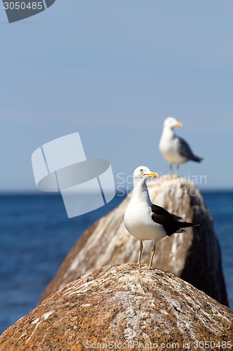 Image of rare seagull close up. a colony of birds with voices