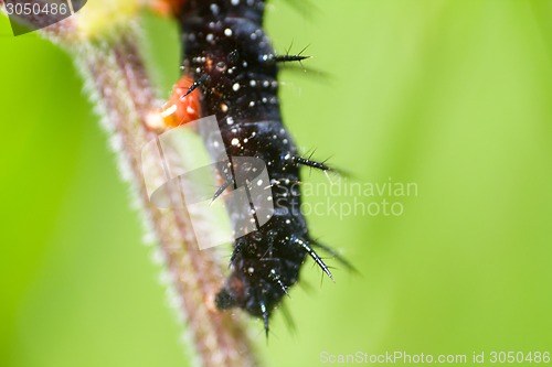 Image of macro insects. caterpillar of a butterfly peacock eye