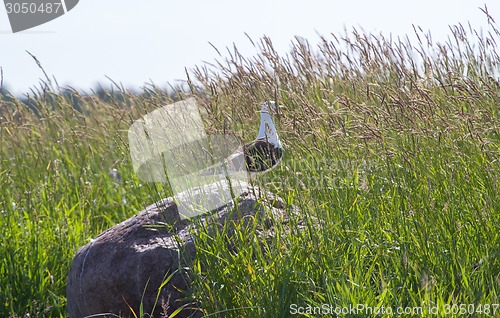 Image of seagull hid  in  grass a breeze on the sea coast