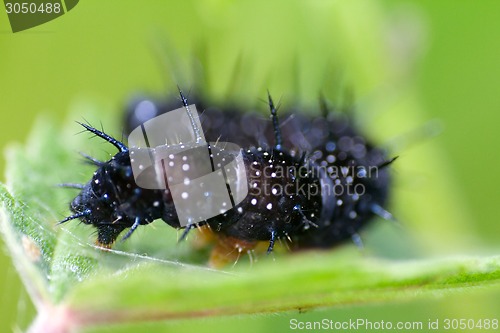 Image of macro insects. caterpillar of a butterfly peacock eye