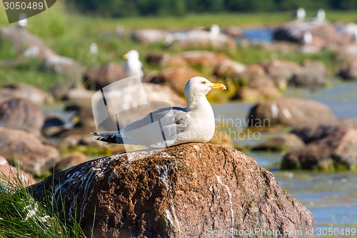 Image of seagulls in a colony of birds