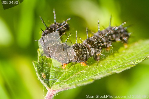 Image of macro insects. caterpillar of a butterfly peacock eye