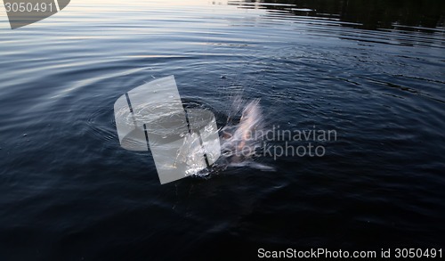 Image of river perch fishing whirlpool