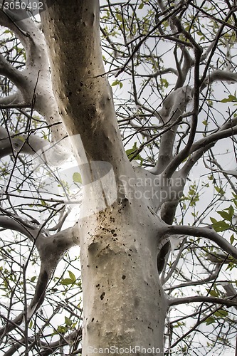 Image of terrible awful moth kills trees, spins a web