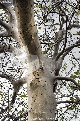 Image of terrible awful moth kills trees, spins a web