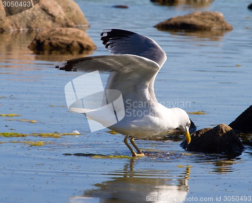 Image of seagulls in a colony of birds