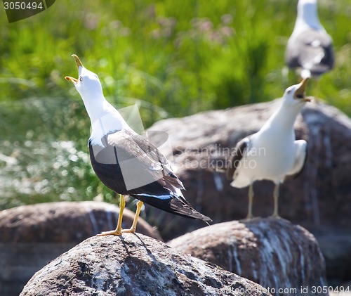 Image of seagulls in a colony of birds with voices