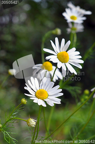 Image of Inflorescences of a camomile medicinal.