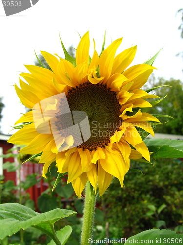 Image of Sunflower