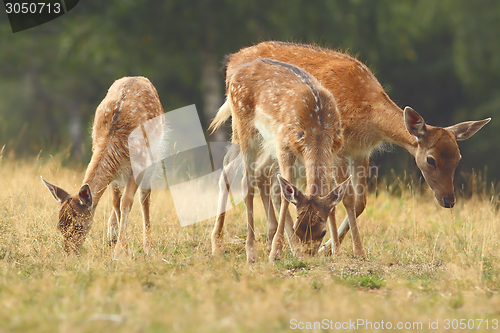 Image of fallow deer family