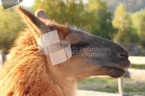 Image of lama glama portrait