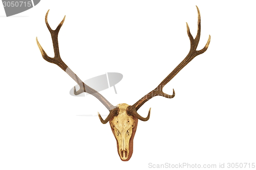 Image of big stag hunting trophy