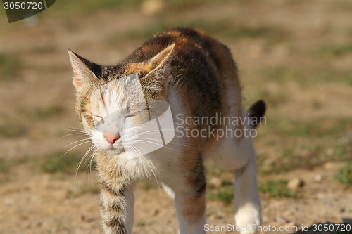 Image of sleepy car walking in the garden