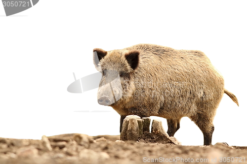 Image of big wild boar on white 