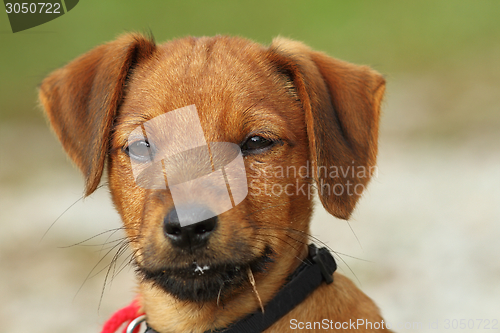 Image of portrait of a vizsla puppy