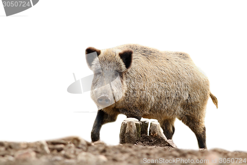 Image of isolated wild hog looking at camera