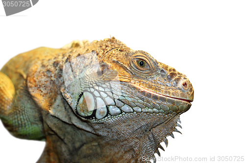 Image of green iguana portrait