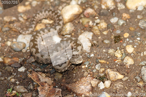 Image of small vipera ammodytes on gravel