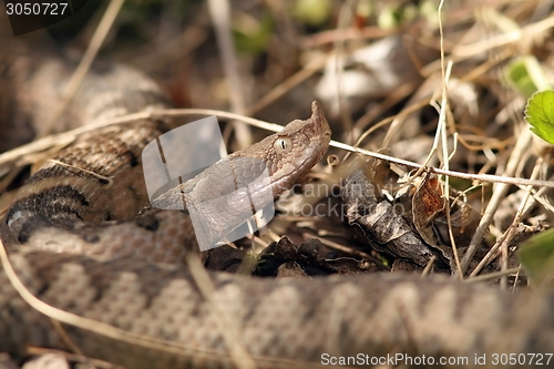 Image of camouflaged dangerous european snake