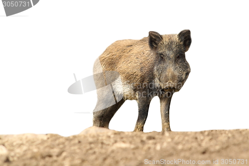 Image of wild boar over white